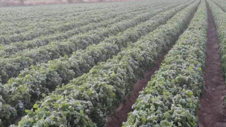 Frente Frío 32 provoca riesgo de heladas en Puebla hoy domingo: Regiones afectadas