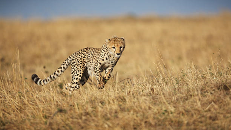 Guepardos en Irán.jpg