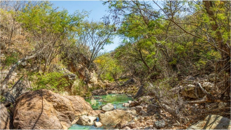 Esta es la especie que se encuentra en riesgo por las altas temperaturas en Aguascalientes