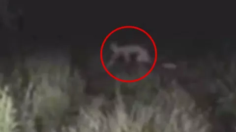 Nahual es captado en Perote, Veracruz