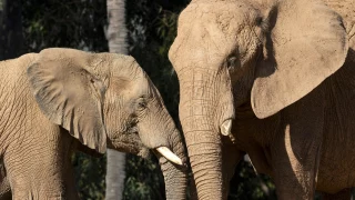 Anuncian nuevo “Elephant Valley” para 2026 en Safari Park, Escondido