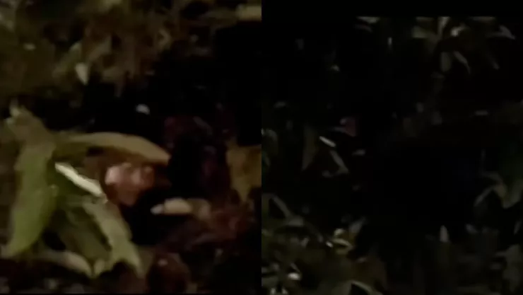 Graban a mujer aterradora en las ramas de un árbol | VIDEO