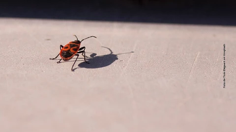 Así podrás eliminar los nidos de cucarachas del refrigerador