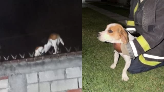 Perrito queda atrapado en una barda con púas.
