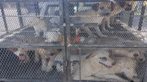 Rescate masivo de perros por maltrato animal en Sonora; decenas son salvados