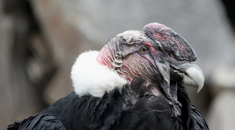 condor-de-california-reproducirse-aparearse