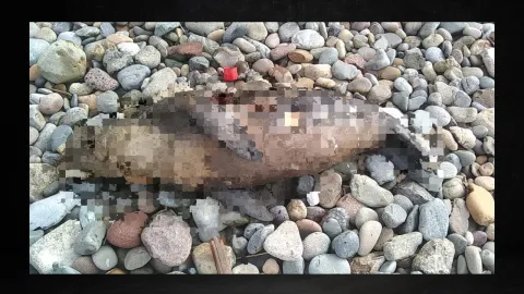 Aparecen animales sin cabeza en Playas de Tijuana ¿Qué es lo que se sabe (FOTO)?