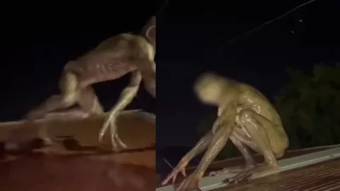 Hombre rana en Veracruz