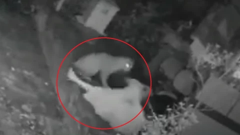 jaguar ataca abuelita defiende bastón video