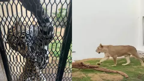 Encuentran a jaguar y leona en domicilio de Cozumel