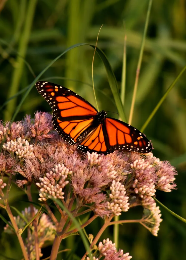 Por-qué-está-bajando-la-presencia-de-mariposas-monarca-en-México