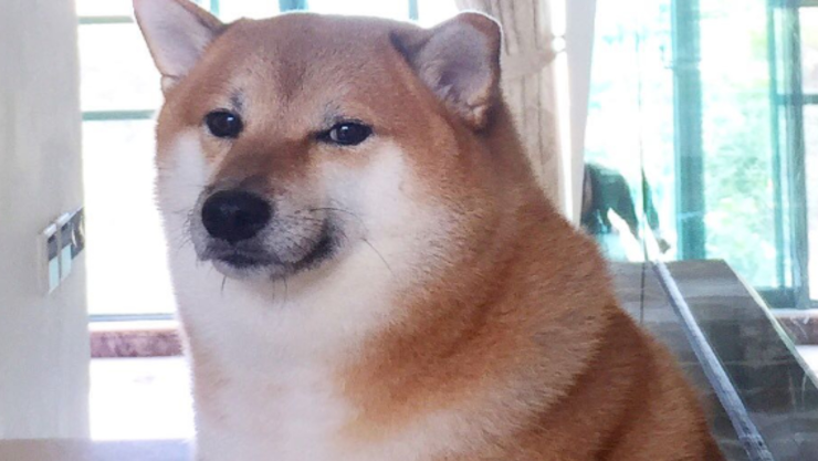 Perrito cheems