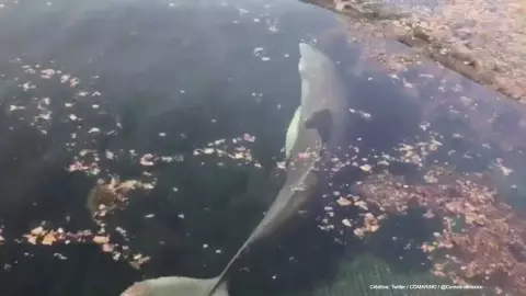 delfines abandonados centro turistico.jpg
