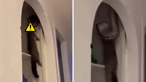 El video viral fue grabado dentro de un closet y muestra a una culebra en pleno acto de caza