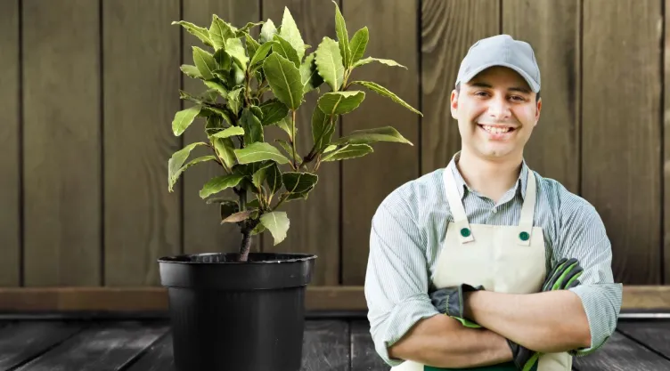 Qué tipo de maceta necesitas para sembrar un laurel y tener condimentos los 365 días del año