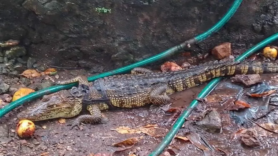 lagarto patio motu.jpeg