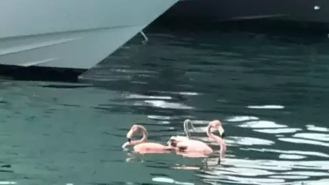 Auxilian a flamingos en la Laguna de Cancún; estaban enredados