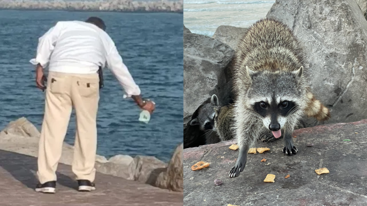 Mapaches Ciudad Madero.png