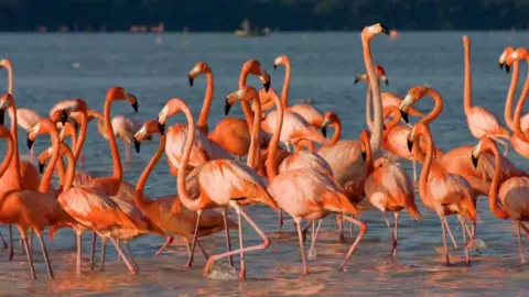 Reserva de los Flamingos en Yucatán_ ¿Cómo llegar desde Mérida en menos de 2 horas_?