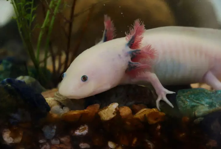 efemérides 1 de febrero.jpg