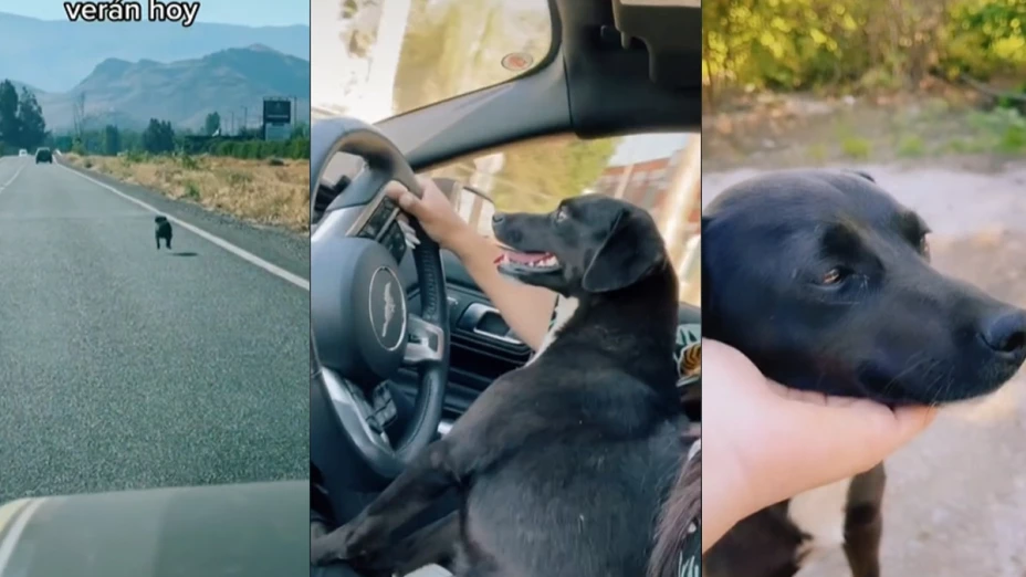 Perro abandonado corre tras sus dueños.