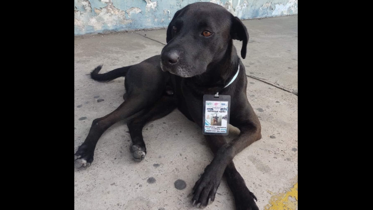 Perro es empleado de terminal de autobuses en México