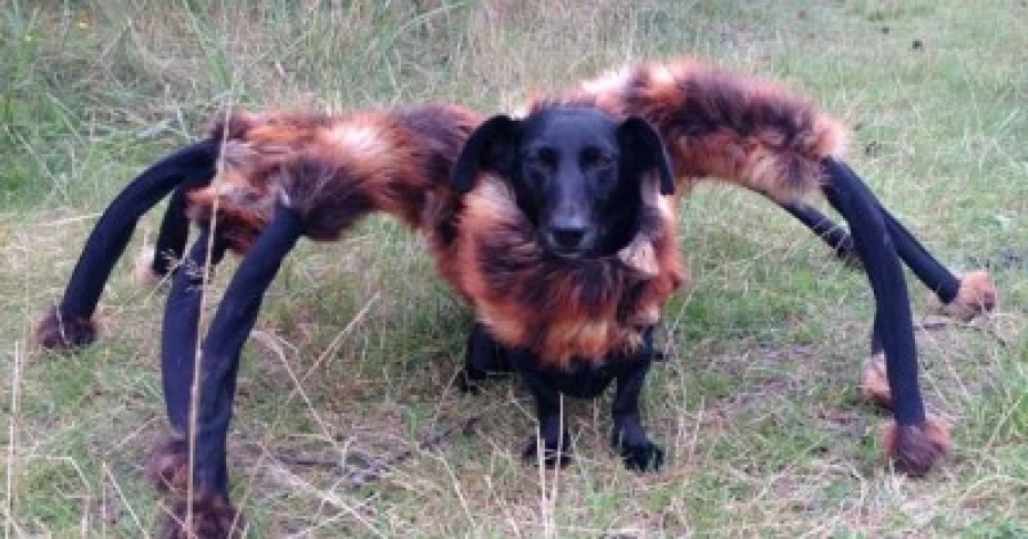 Un “perro araña mutante” aterrorizó a varios peatones en Polonia.