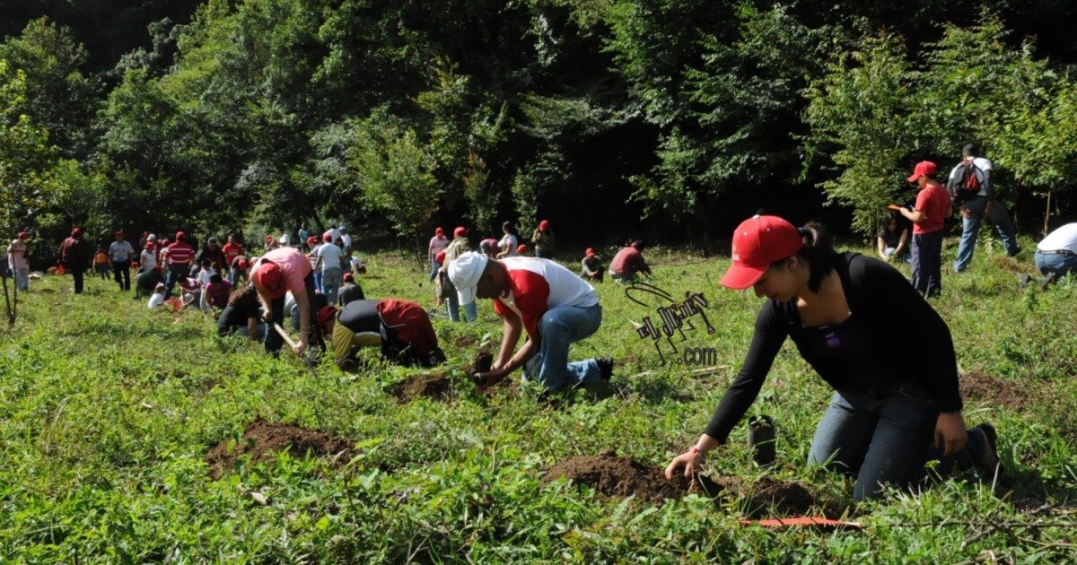 Sobrevive el 63 de los árboles plantados Conafor