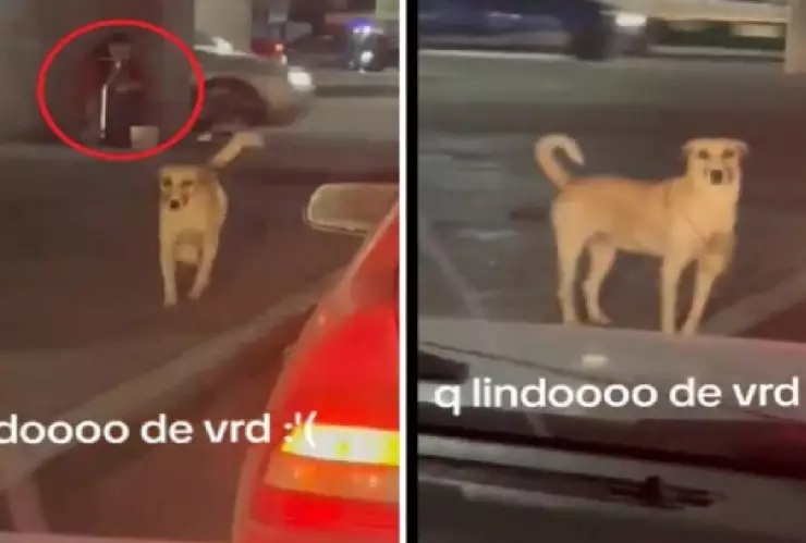 Perro pide dinero para su dueña con discapacidad; se viraliza en redes sociales