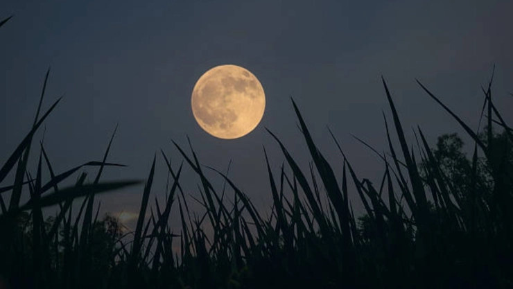 luna-cosecha-2026-la-fase-lunar-realmente-influye-en-los-cultivos