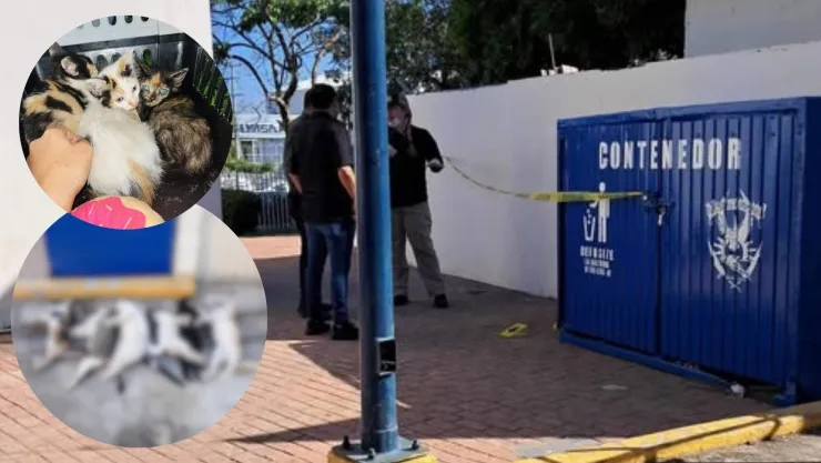 Gatos envenenados en la UAS en Mazatlán