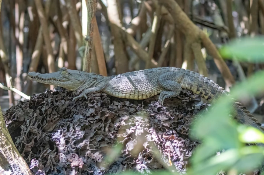 galerçia de fotos de los cocodrilos en Jalisco y Nayarit