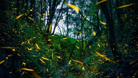 Vive el avistamiento de luciérnagas en Santa Rita Tlahuapan este 2025: Fecha y actividades