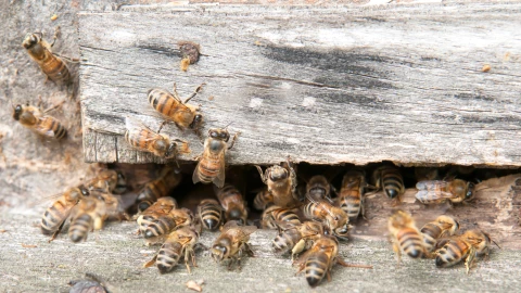 Ataque de abajes en parque Bicentenario HOY domingo 17 de noviembre 2024