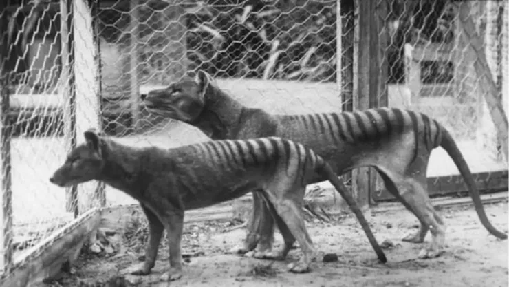 científicos australianos buscan resucitar el tigre de tasmania con un ratón.jpg