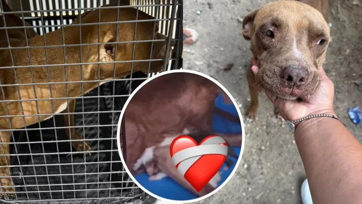 ACTUALIZACIÓN: Perrita pitbull abusada en Benito Juárez estaba embarazada; así se encuentra hoy 6 de noviembre
