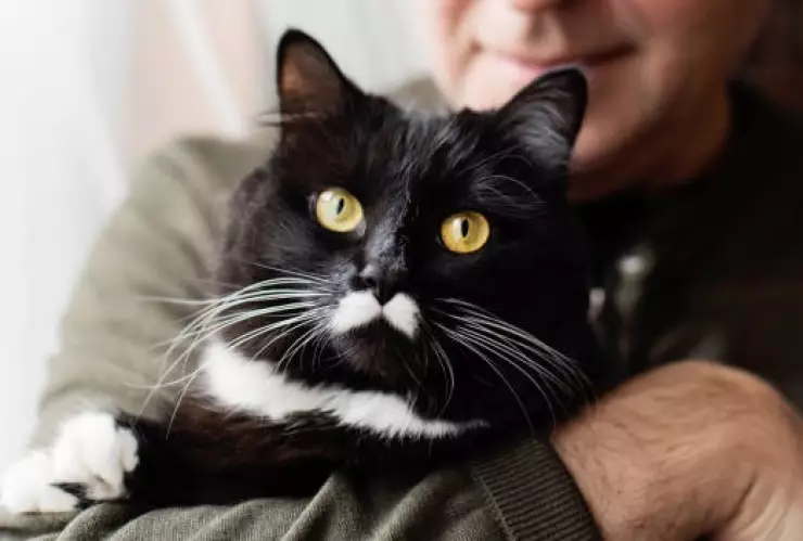 Por qué no debes cortar los bigotes a los gatos