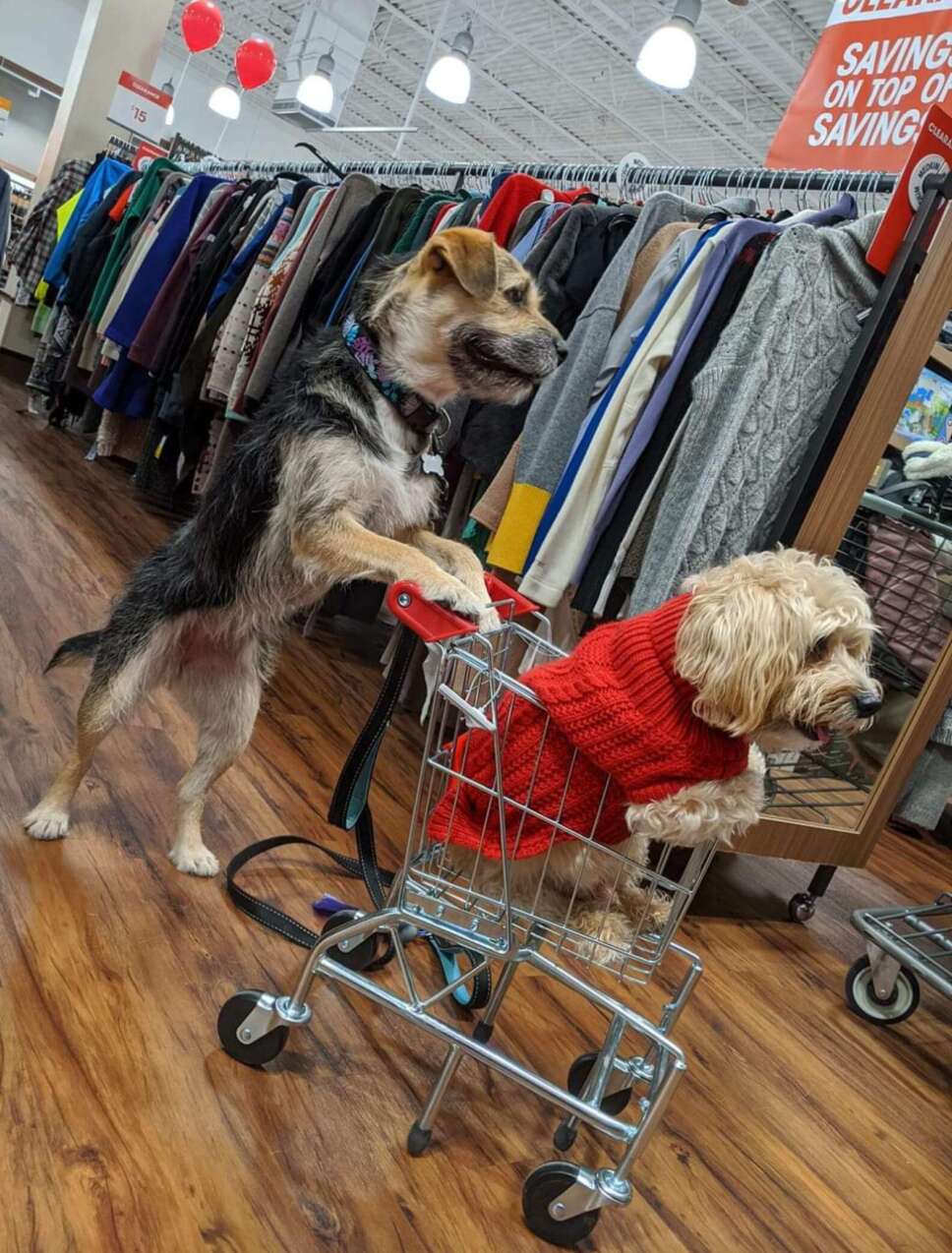 Perrito, empleado, tienda.jpg