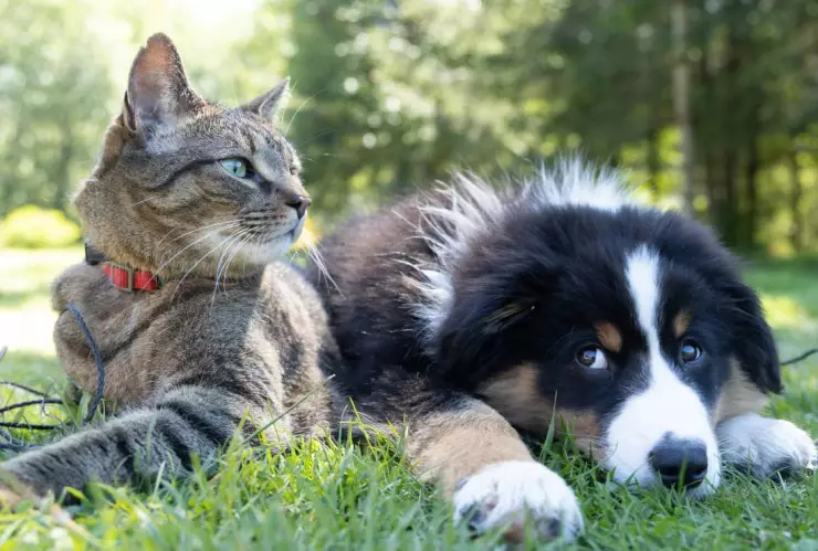 Mujer deja su millonaria herencia a sus perros y gatos antes que a sus hijos