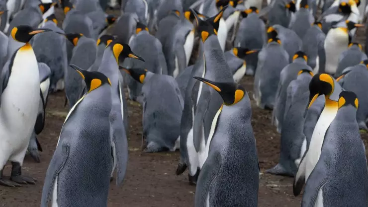 ¡Malas noticias! El pingüino emperador en peligro de extinción a causa del calentamiento global