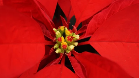 Feria de la Flor de Nochebuena en CDMX