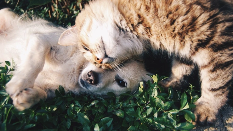 Vacuna a tu perro o gato en la Semana Nacional de Vacunación Antirrábica