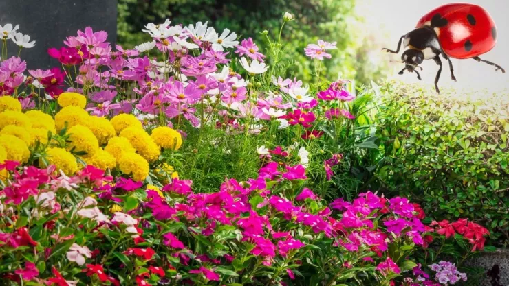 Prioriza la presencia de catarinas en tu jardín y logra un ecosistema equilibrado.jpg