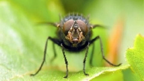 mosca