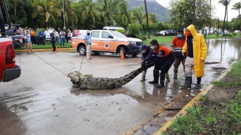 cocodrilo-acapulco (1).jpg