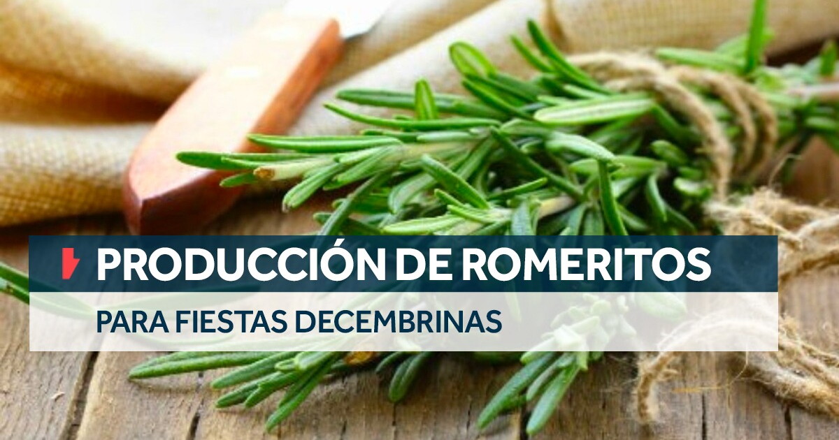 Romertios Producción de romeritos para fiestas decembrinas 2022
