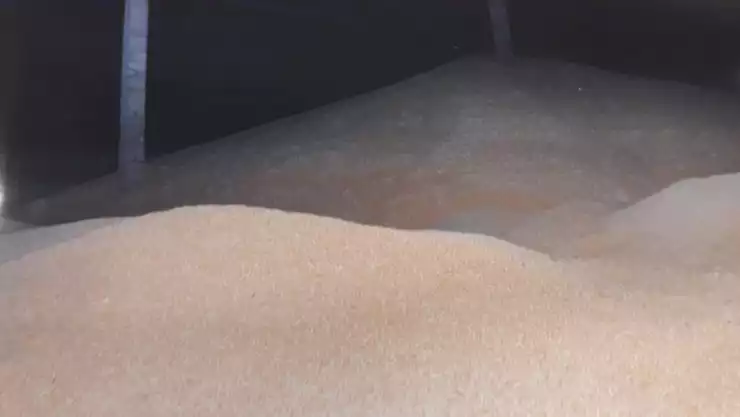 MAÍZ ROBADO (3).jpeg