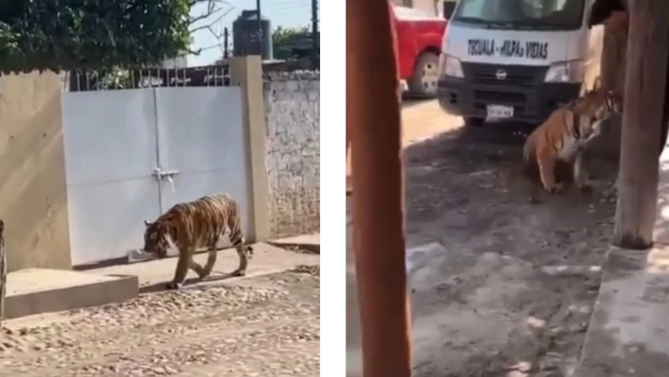 tigre tecuala (1).jpg