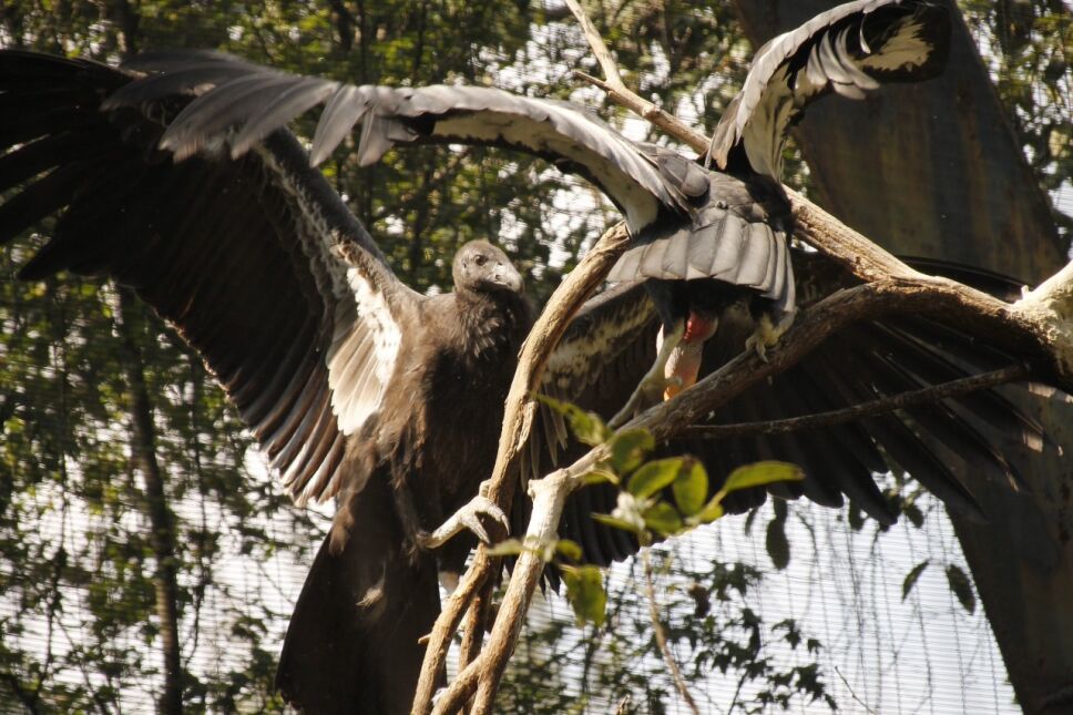 Conoce los nombres de los cóndores nacidos en Zoológico de Chapultepec