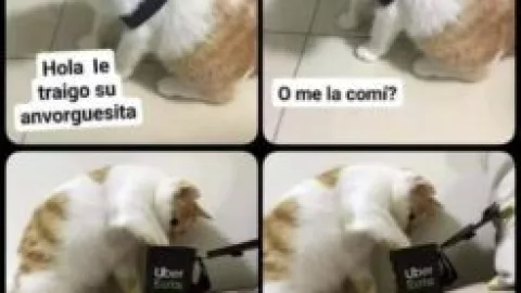 Memes de Gatos en su día internacional